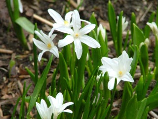 Scilla luciliae 'Alba'Middelste sneeuwroem bestellen